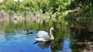 LEBADA PARC STICLARIEI MAI 2022