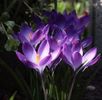 1 IMG_6906