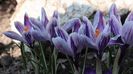 5 IMG_6911