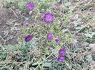 13. Aster înalt - mov batut