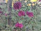 11. Aster înalt - visiniu batut
