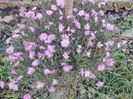 10. Aster înalt - roz bstut