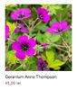 Geranium Anne Thompson
