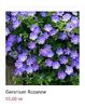 geranium Rozanne