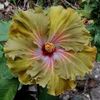 Moorea Green Gold Pearl, poza preluata