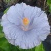mama - Moorea Abyss, poza preluata