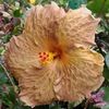 mama - Topaz Glory, poza preluata