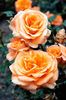 Rose_Remy_Martin_