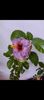 Messenger_creation_B9BDC372-9837-43DC-A0FE-FB9F9BE49B4C