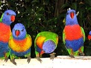 parrot_rainbow_lorikeet_2sf