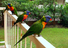 Parrots_Rainbow_Lorikeet