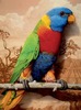 tom_palmore_rainbow_parrot_in_the_golden_west