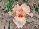 Peach reprise