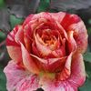 Rose Fire Crack 3