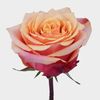 rose_cherry_brandy_50_cm_