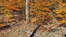 Gatineau Autumn