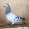 Mascul 24-549