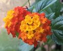 Lantana