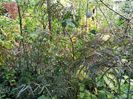 Hubb's Red Willow