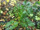 Hamamelis Amethyst