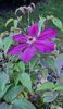 Clematita Westerplatte- o floare  de toamna