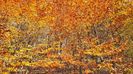 Autumn Colors 2 !