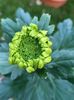 2024.10.27-Anastasia Dark Green