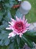 Img.2024.10.27-Adana Pink