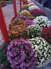 Img.2024.10.27