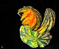 Pumpkins DECO