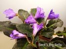 Senk's Big Bells