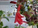 Columnea Magnifica(2-x-2024)
