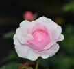 Olivia Austin (tufa) 70