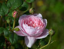 Queen of Sweden (tufa) 60