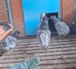 2024 Araucana albastru