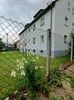 Img.2024.06.29- gura leului