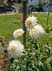 Img.2024.07.20