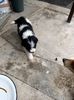 Img.2024.10.02- Oreo