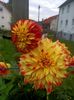 Img.2024.10.06