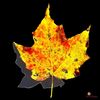 Autumn is here !