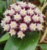 hoya Khao Lengh
