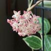 Hoya Latifolia Albomarginata