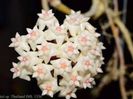 Hoya Potsii Thailand