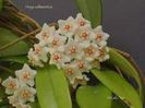 Hoya Salweenica