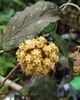 Hoya sp Aceh Splash