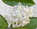 Hoya vangviengiensis