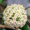 Hoya verticillata Splash