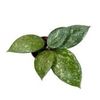 Hoya verticillata Splash