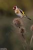 images (44)