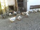 ‎duminică, ‎7 ‎aprilie ‎2024, ‏‎17:26:12